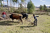 Agriculture in Peruvian puna 